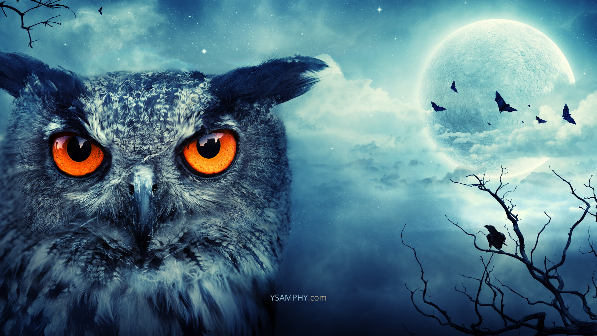 The Night Owl